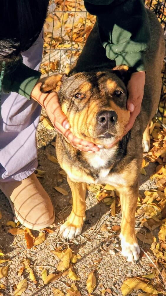 Mia, Adoptable, Adult Female Shepherd & American Staffordshire Terrier.