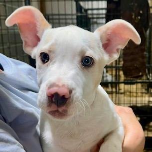 Snowflake, Adoptable, Puppy Female Mixed Breed.