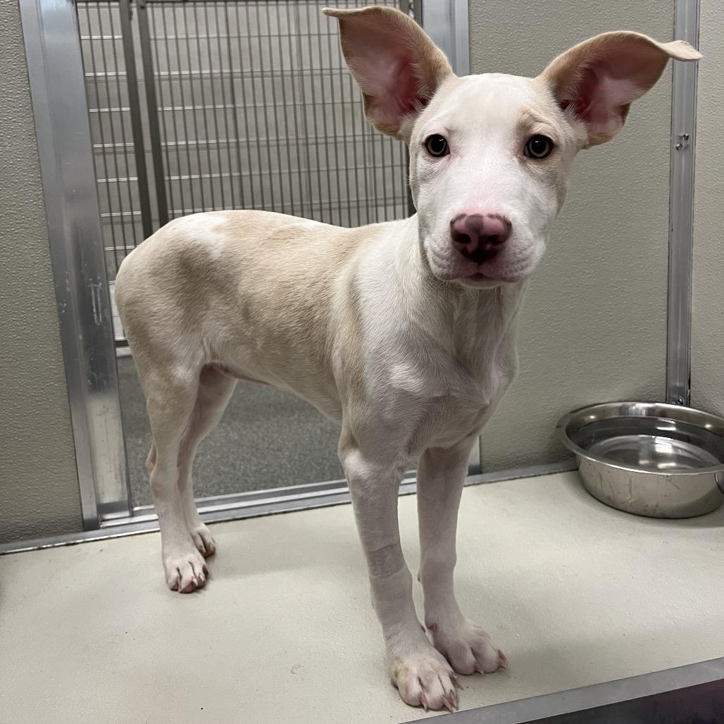 Snowflake, a Adoptable Mixed Breed in Hinsdale, IL image 2/4