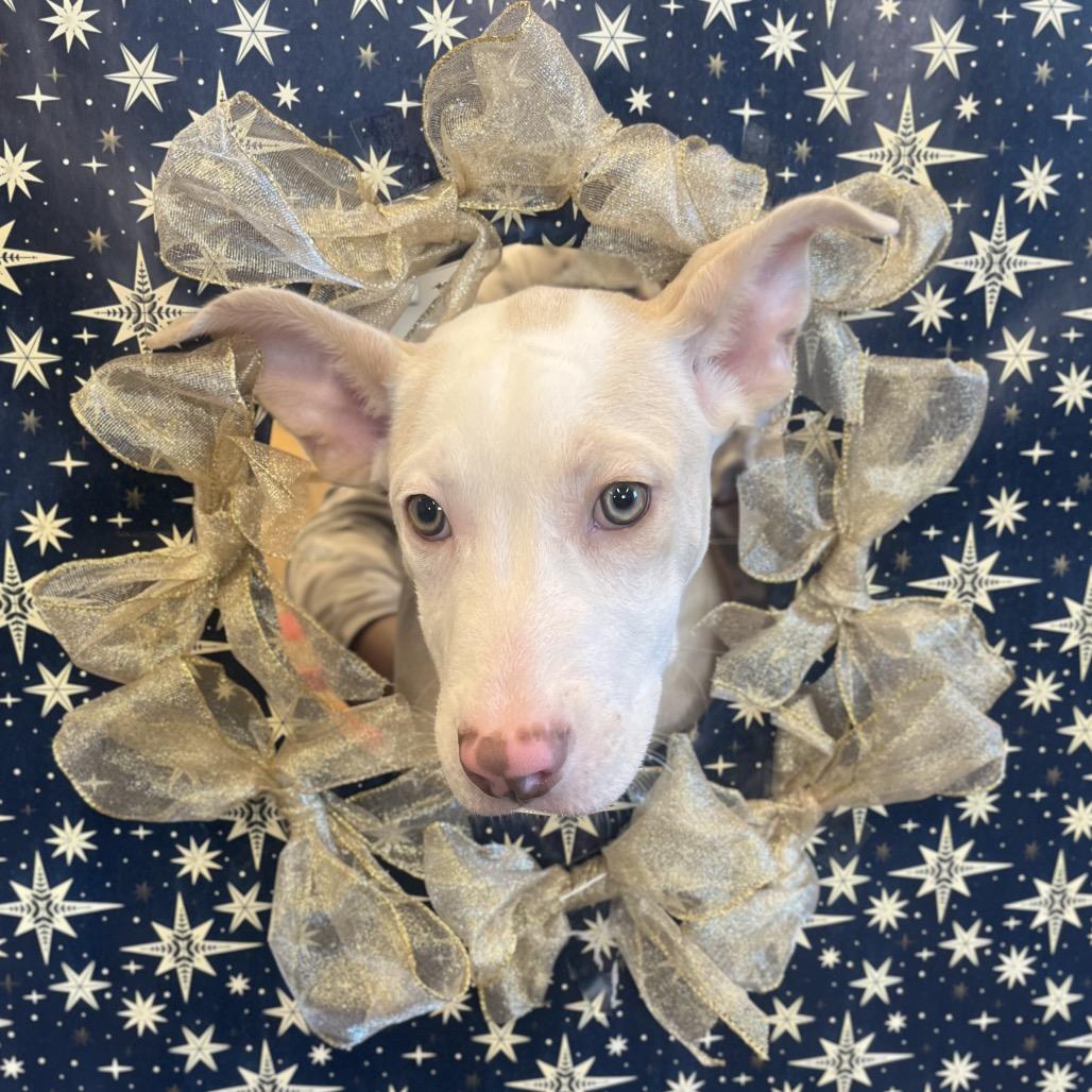 Snowflake, a Adoptable Mixed Breed in Hinsdale, IL image 3/4