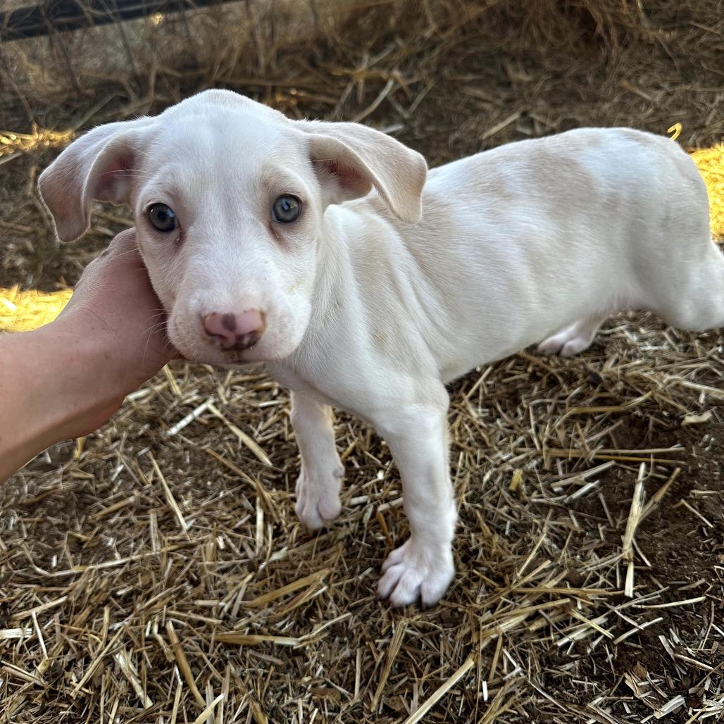 Snowflake, a Adoptable Mixed Breed in Hinsdale, IL image 4/4