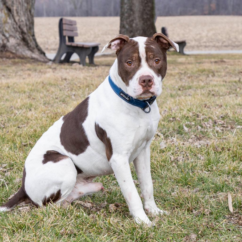 Rommy, Adoptable, Adult Male Mixed Breed.