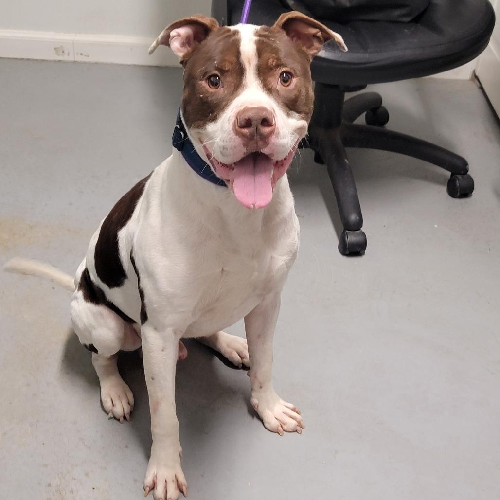 Enlarge Rommy, a Adoptable Mixed Breed in Troy, IL image 2/4