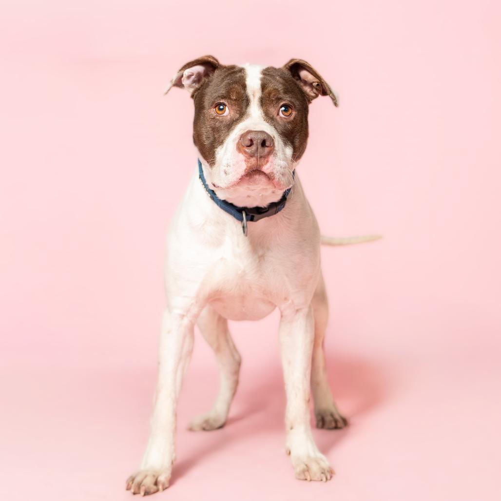 Enlarge Rommy, a Adoptable Mixed Breed in Troy, IL image 3/4