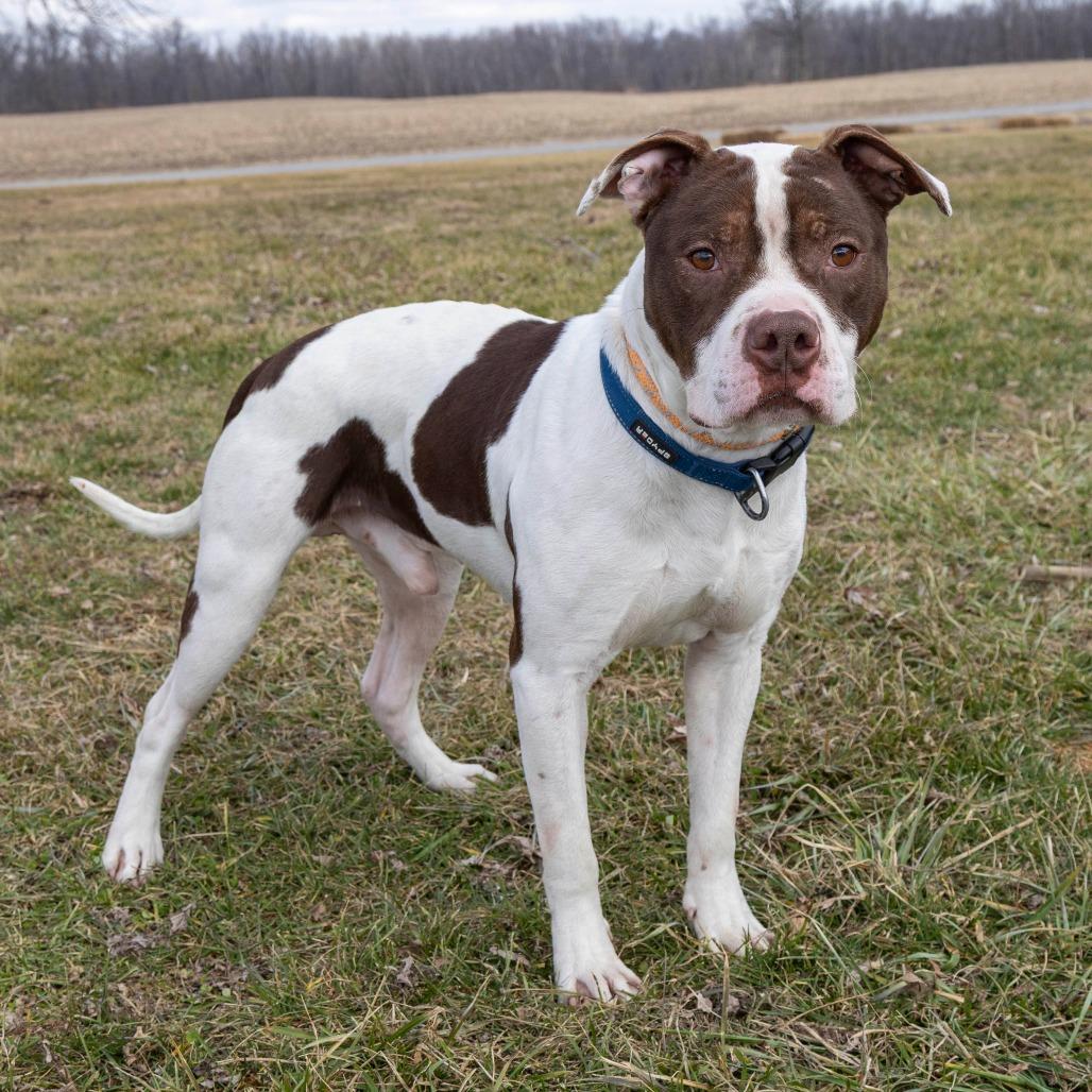 Enlarge Rommy, a Adoptable Mixed Breed in Troy, IL image 4/4
