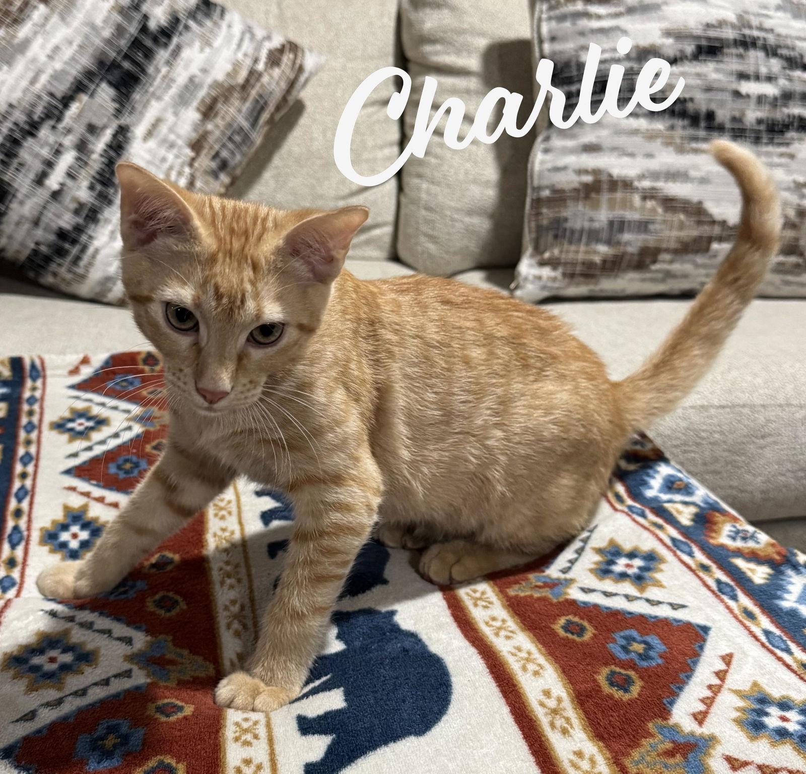 Enlarge Charlie #shed-posse, a Adopted mixed breed in Houston, TX image 1/2