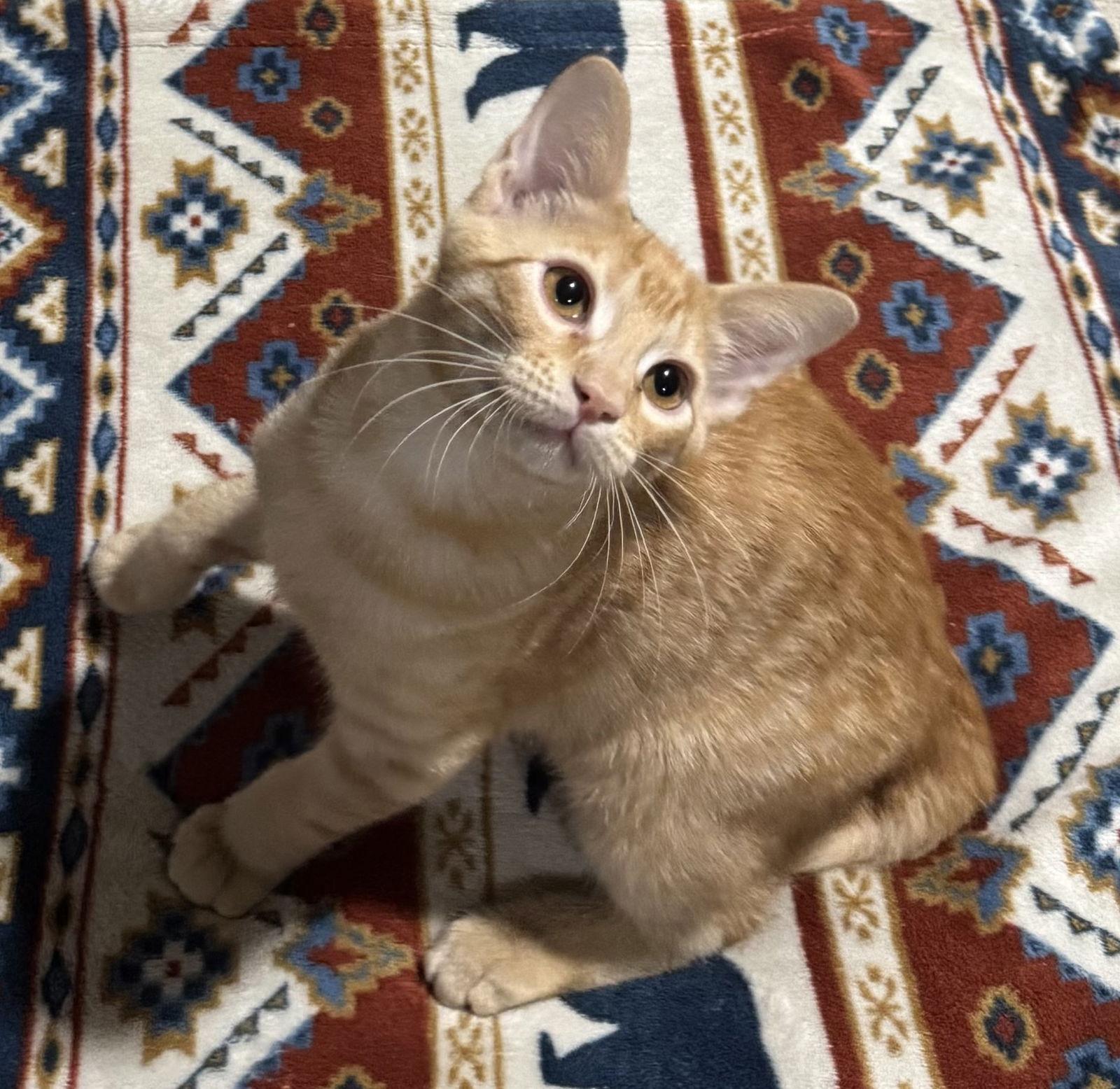 Enlarge Charlie #shed-posse, a Adopted mixed breed in Houston, TX image 2/2