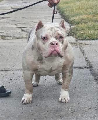 Luna, Adoptable, Young Female American Staffordshire Terrier & Pit Bull Terrier.