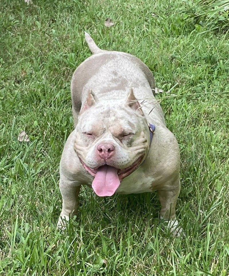 Enlarge Luna, a Adopted mixed breed in Belleville, MI image 2/3