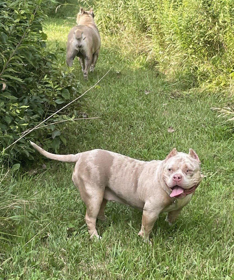 Enlarge Luna, a Adopted mixed breed in Belleville, MI image 3/3