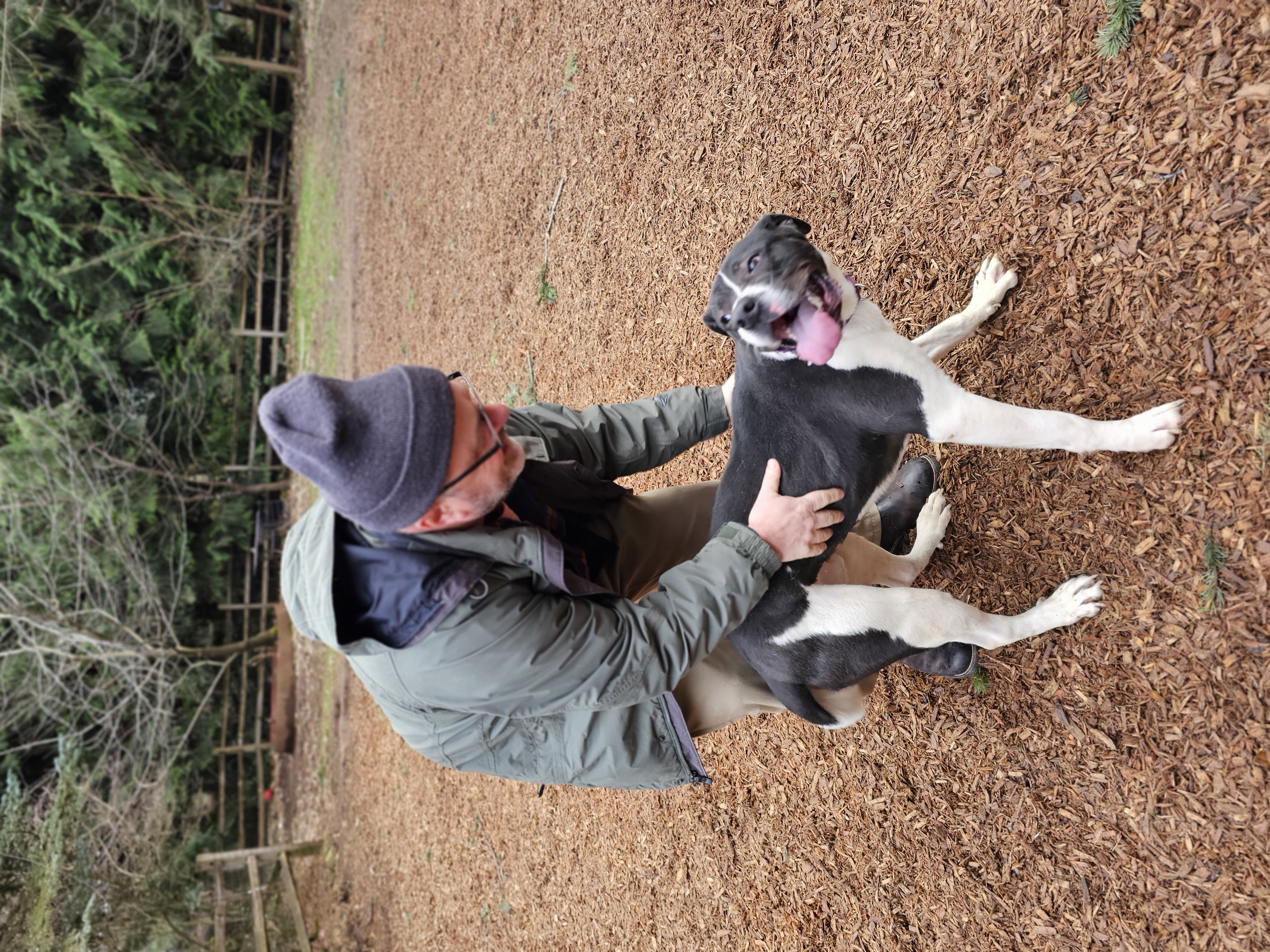Enlarge Huck, a Adoptable mixed breed in Portland, OR image 5/6