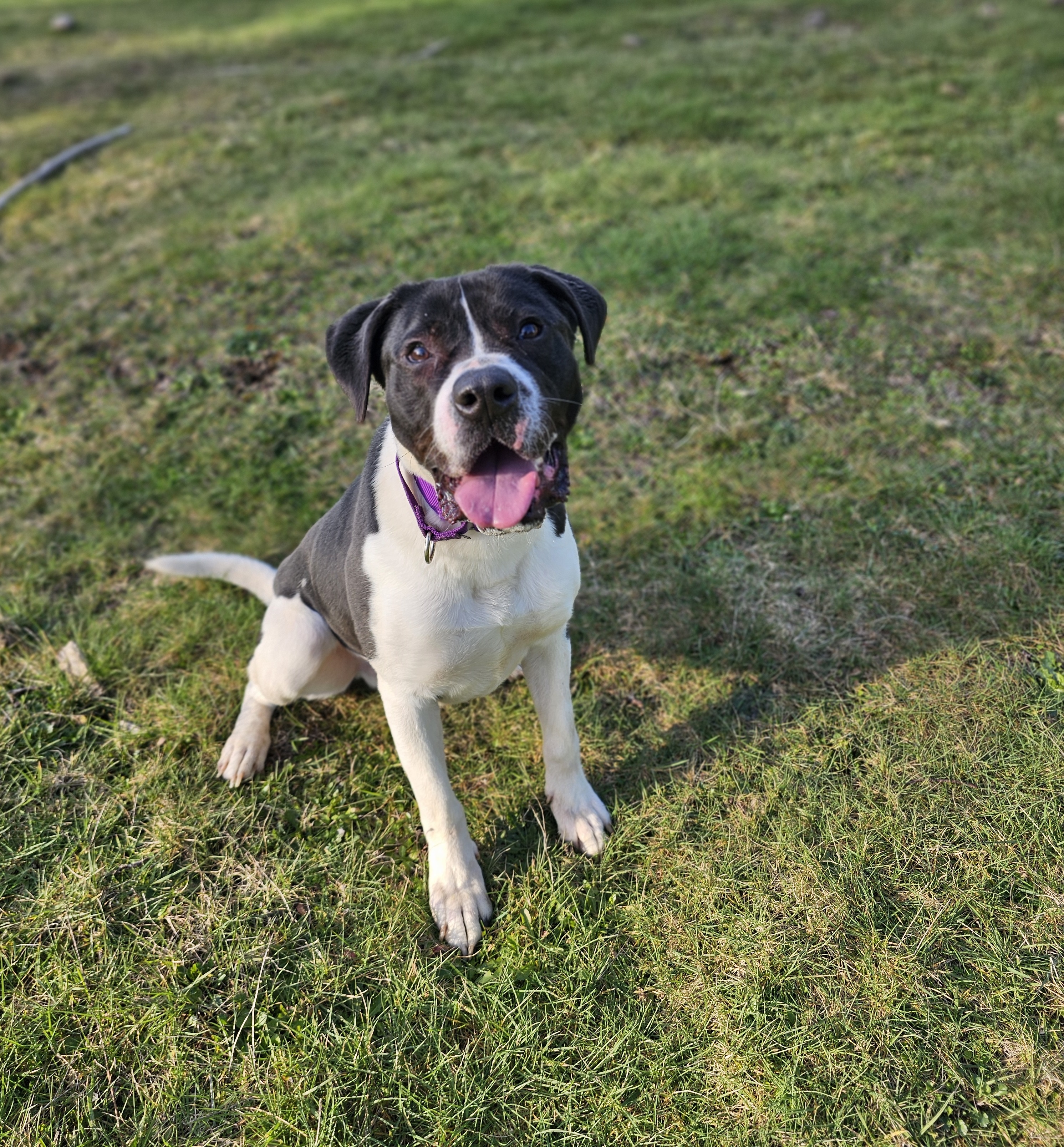Enlarge Huck, a Adoptable mixed breed in Portland, OR image 6/6