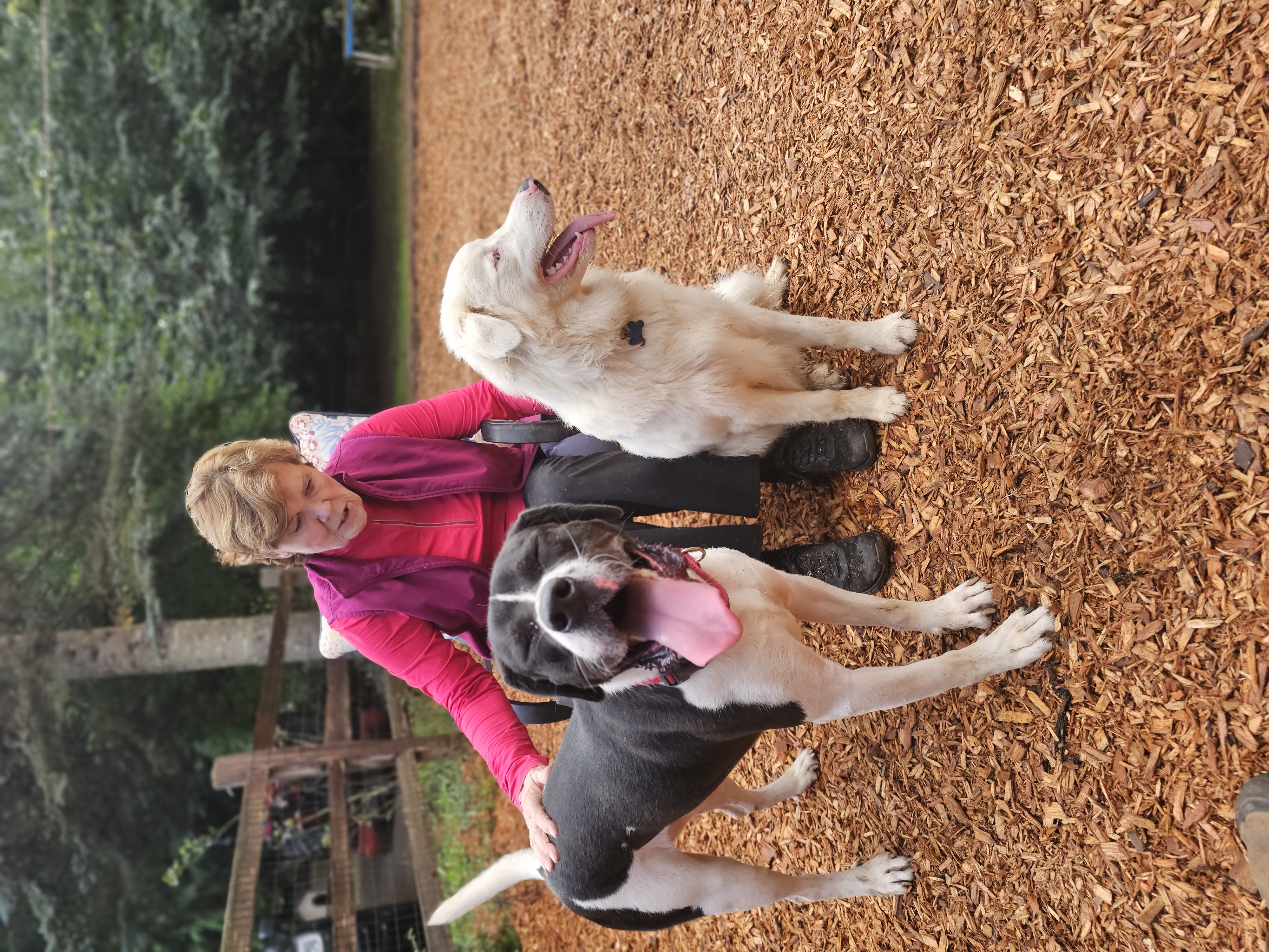 Enlarge Huck, a Adoptable mixed breed in Portland, OR image 1/6