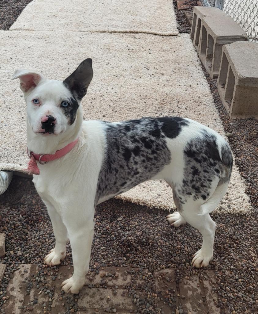 Enlarge Luna, a Adopted Catahoula Leopard Dog in Medford, WI image 2/2