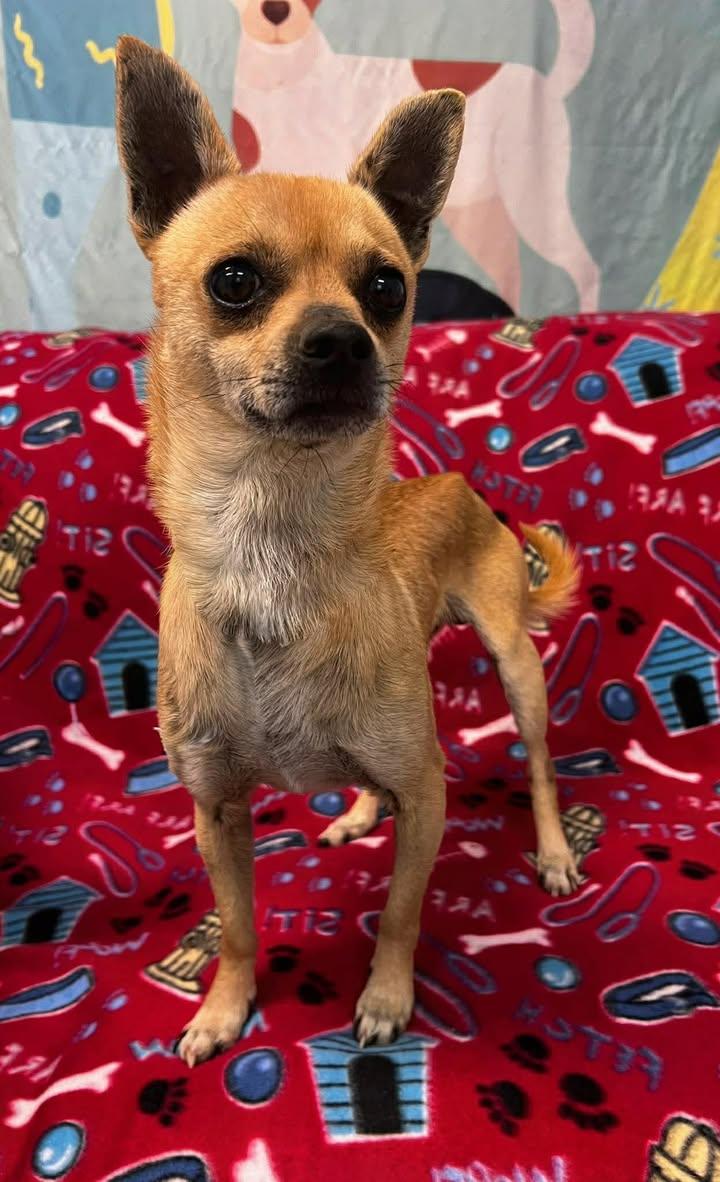 Enlarge Gizzy, a ADOPTABLE Chihuahua in Pearisburg, VA image 1/1