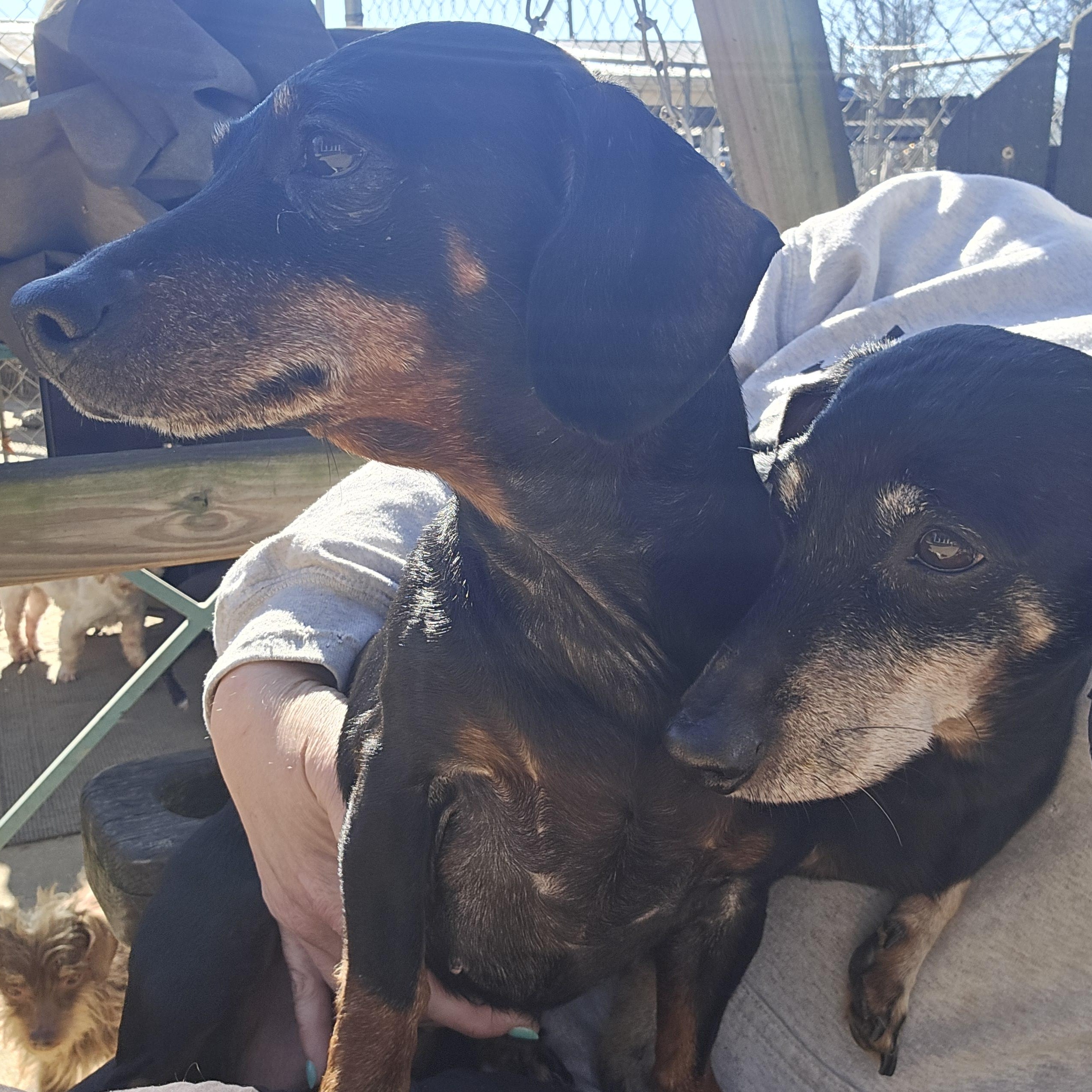 Valentine thumbnail 2