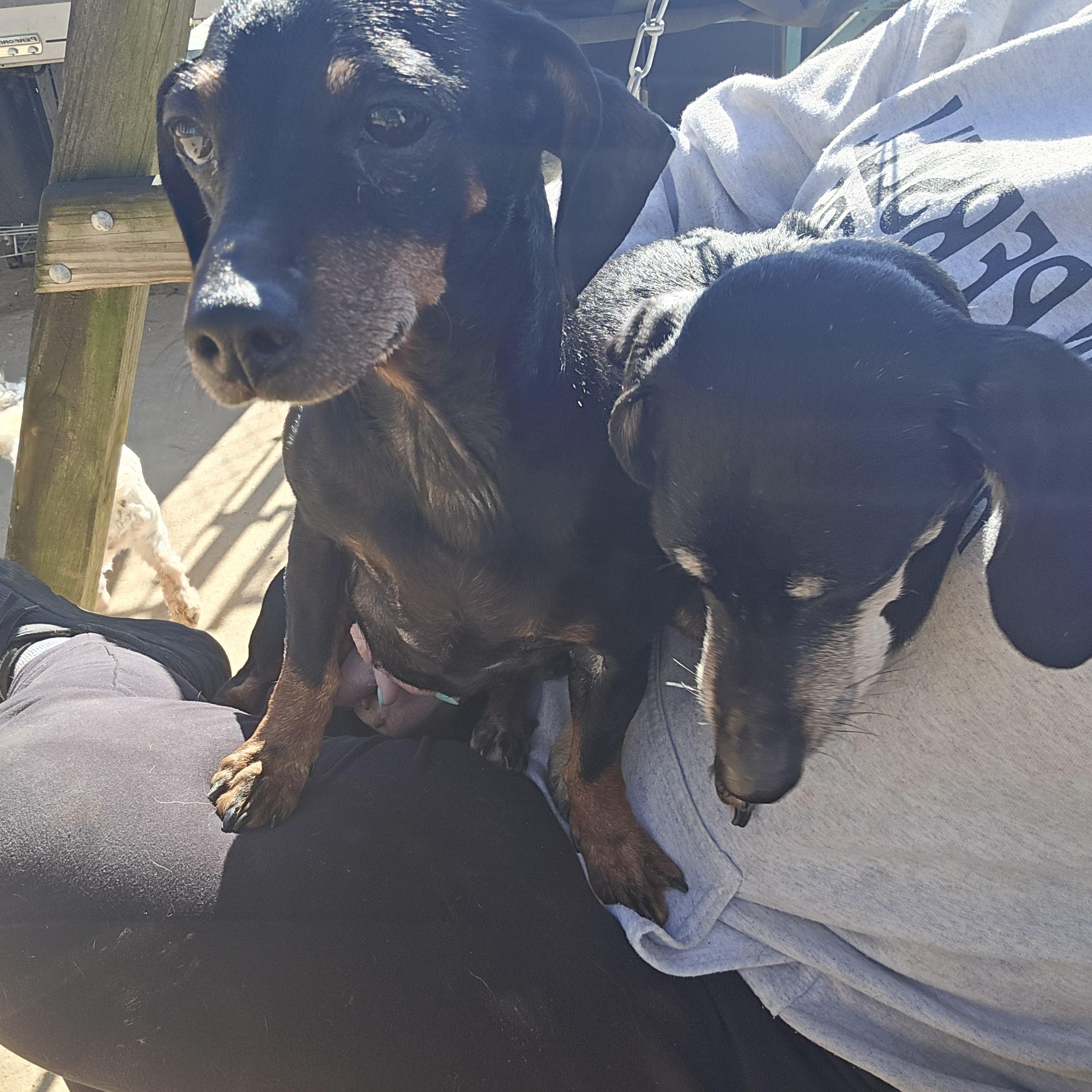 Valentine thumbnail 4