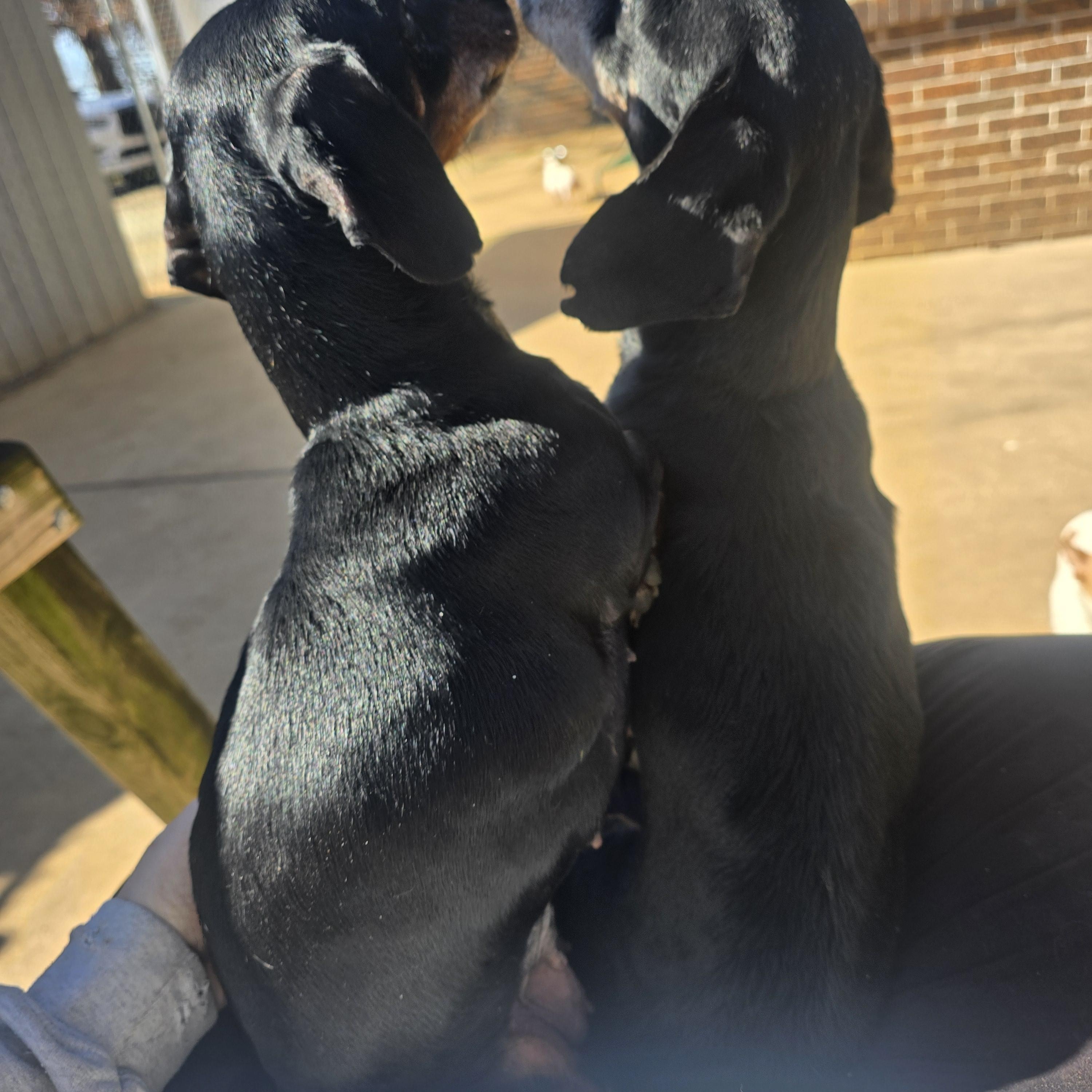 Valentine thumbnail 5