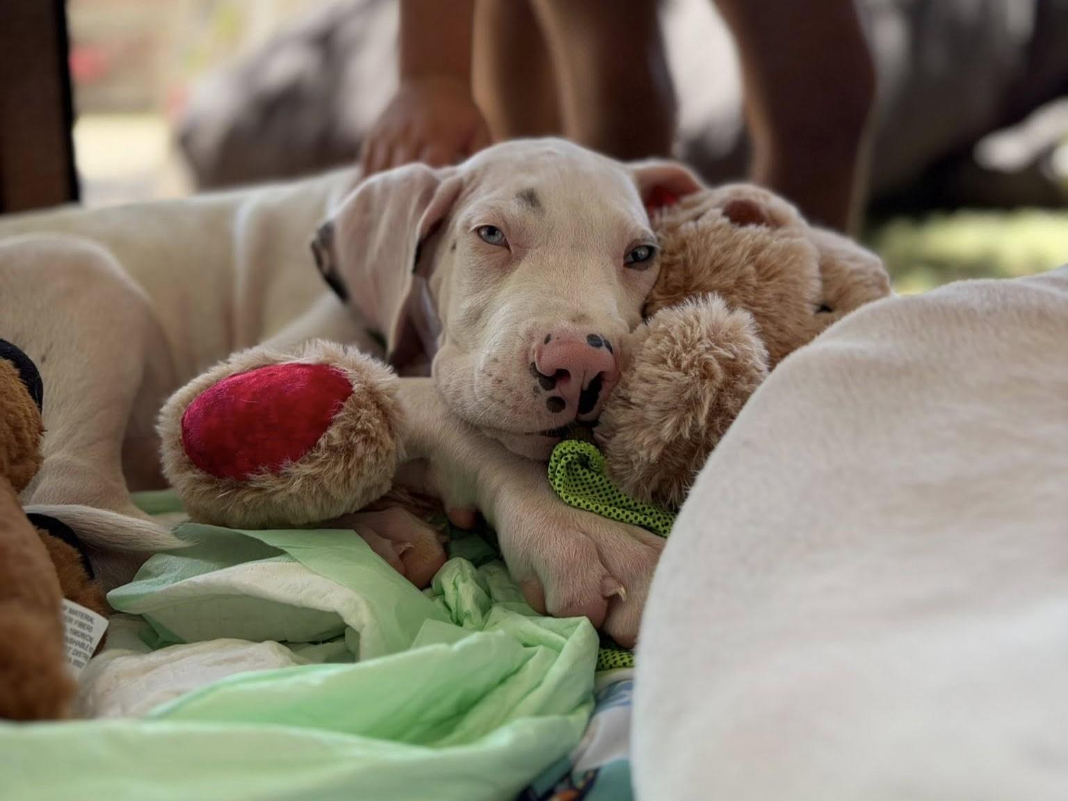 Enlarge Crema, a Adopted Great Dane in Mesa, AZ image 4/4
