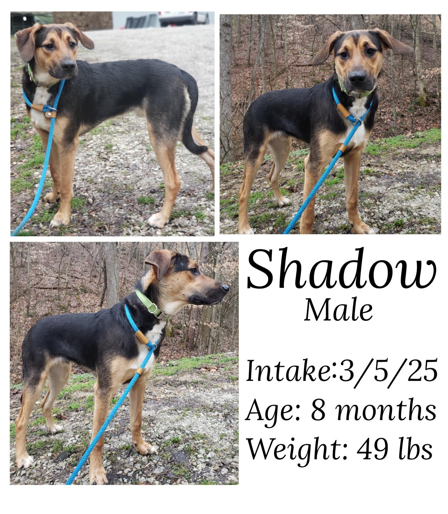 Shadow, Adoptable, Young Male Shepherd.