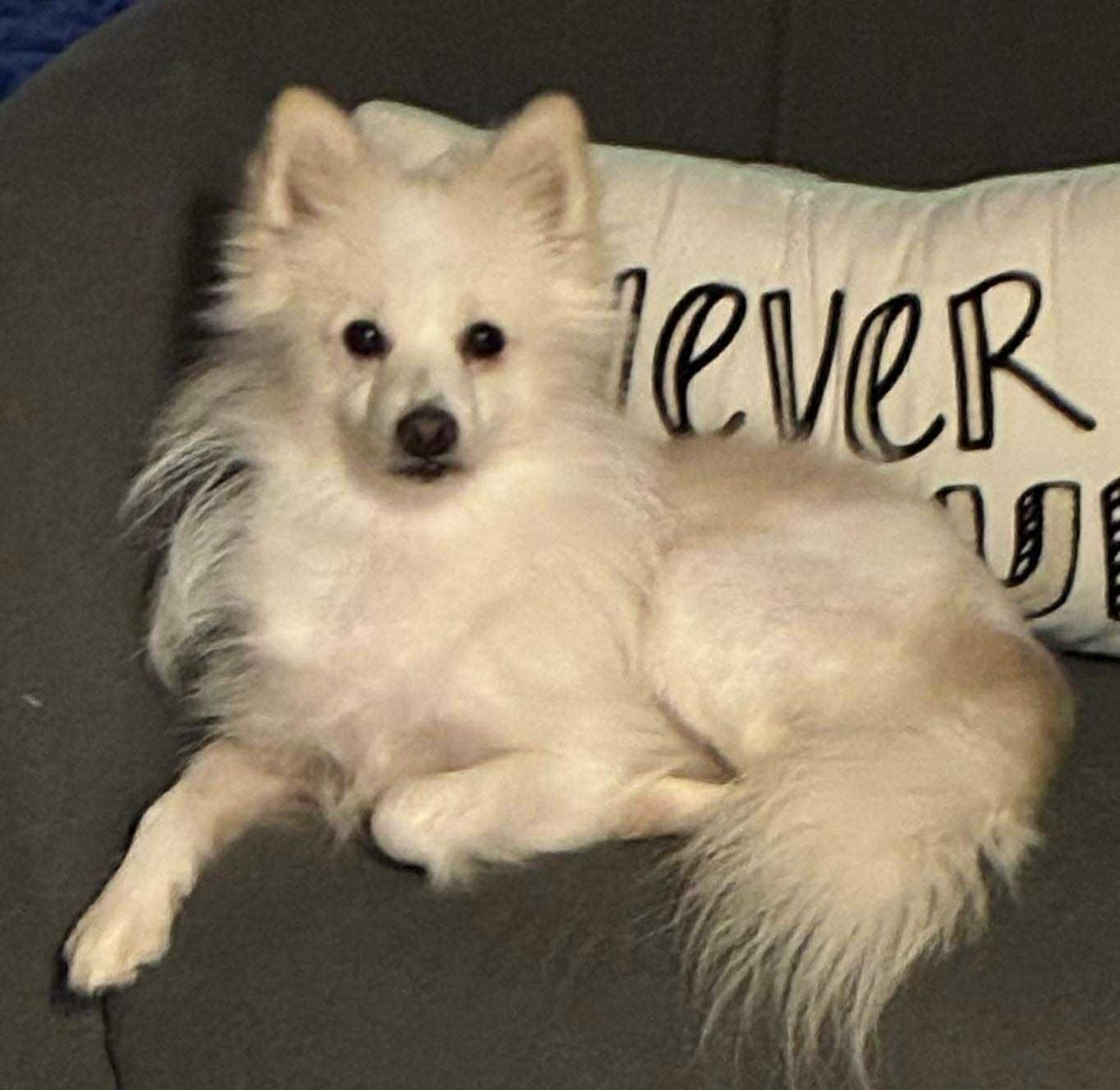 Loki 3.0, ADOPTABLE, Adult Male Pomeranian.