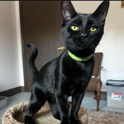 Enlarge Sparrow, a Adoptable Domestic Short Hair in Grosse Ile, MI image 1/1