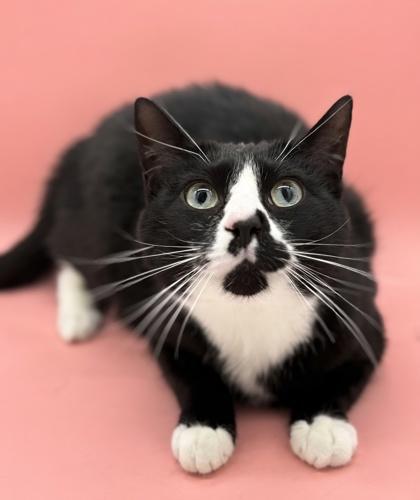 Enlarge Frankie (Bonded w Phoenix), a Adoptable mixed breed in Bowling Green, KY image 1/1