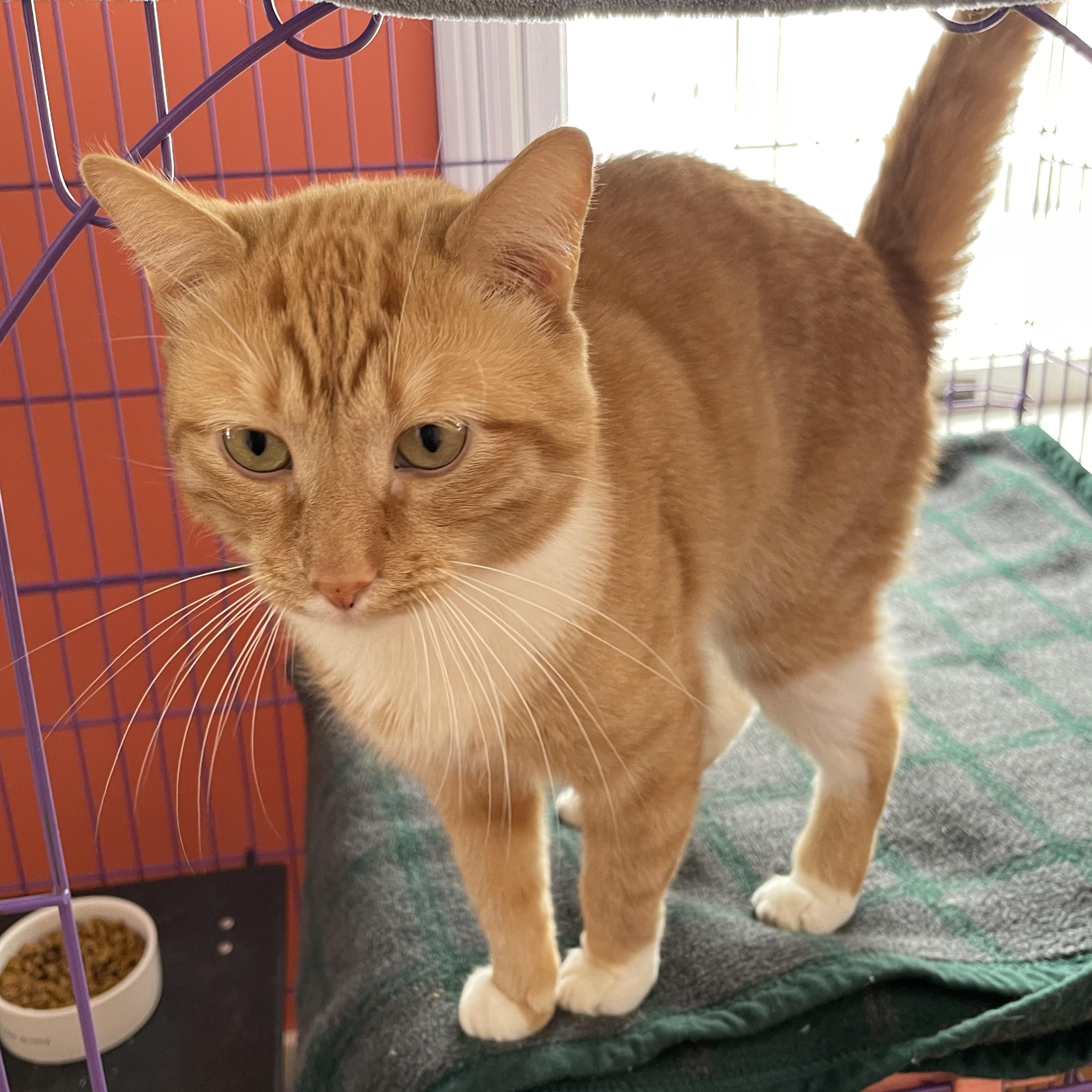 Enlarge Garfield, an adopted Domestic Short Hair in Wells, ME image 3/3