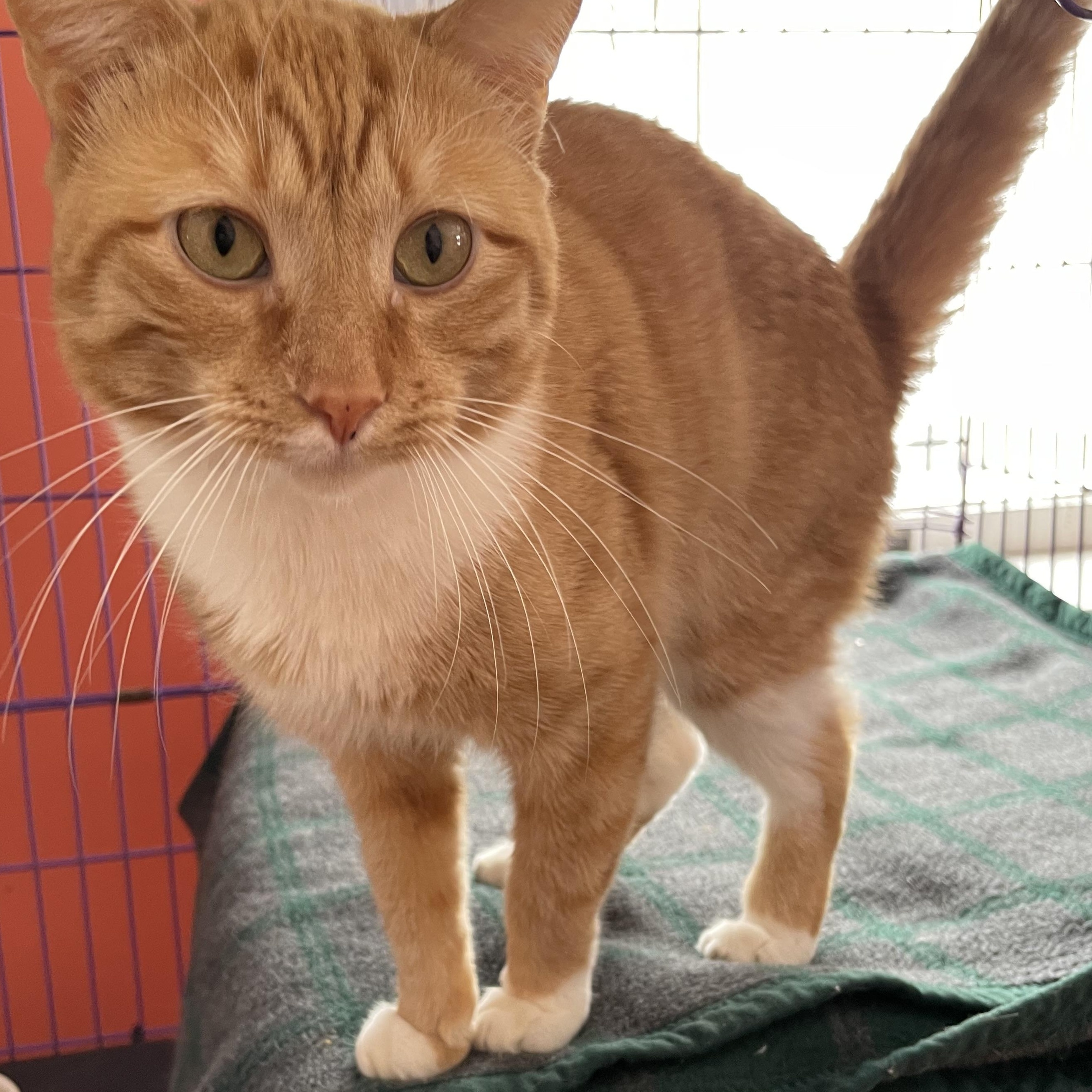 Enlarge Garfield, an adopted Domestic Short Hair in Wells, ME image 1/3