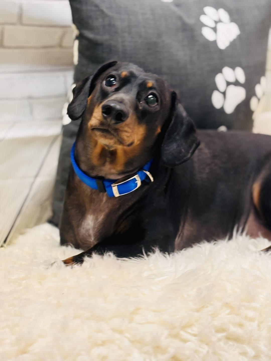 Bruno, adopted, Adult Male Dachshund.