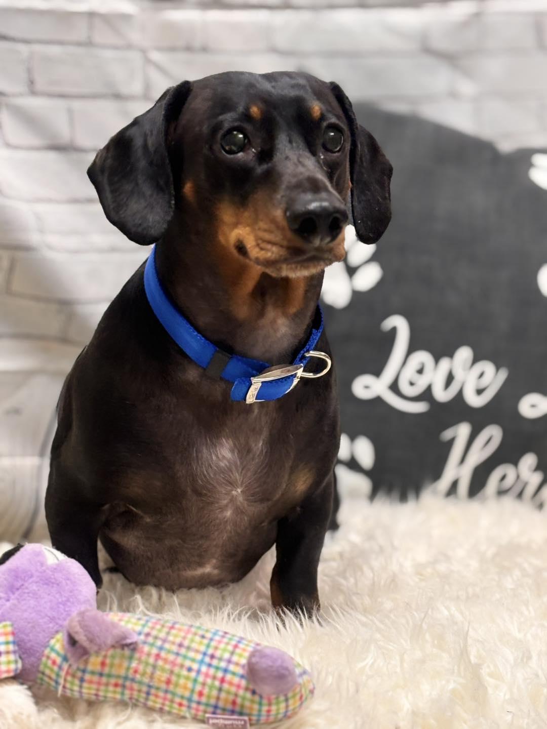 Enlarge Bruno, an adopted Dachshund in Effingham, IL image 2/2