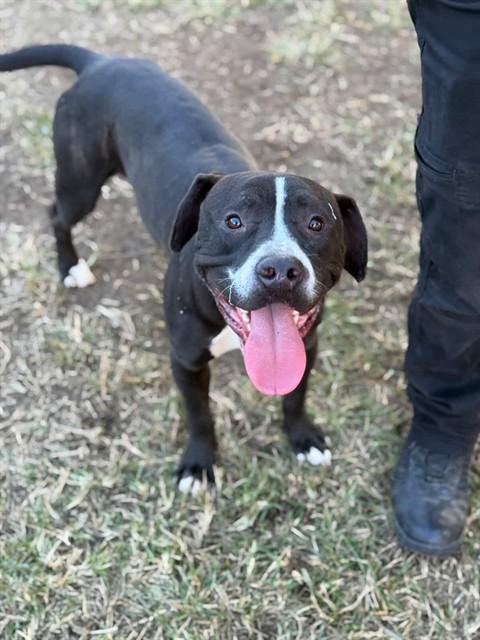 CHANCE, Adoptable, Young Male Pit Bull Terrier & Mixed Breed.