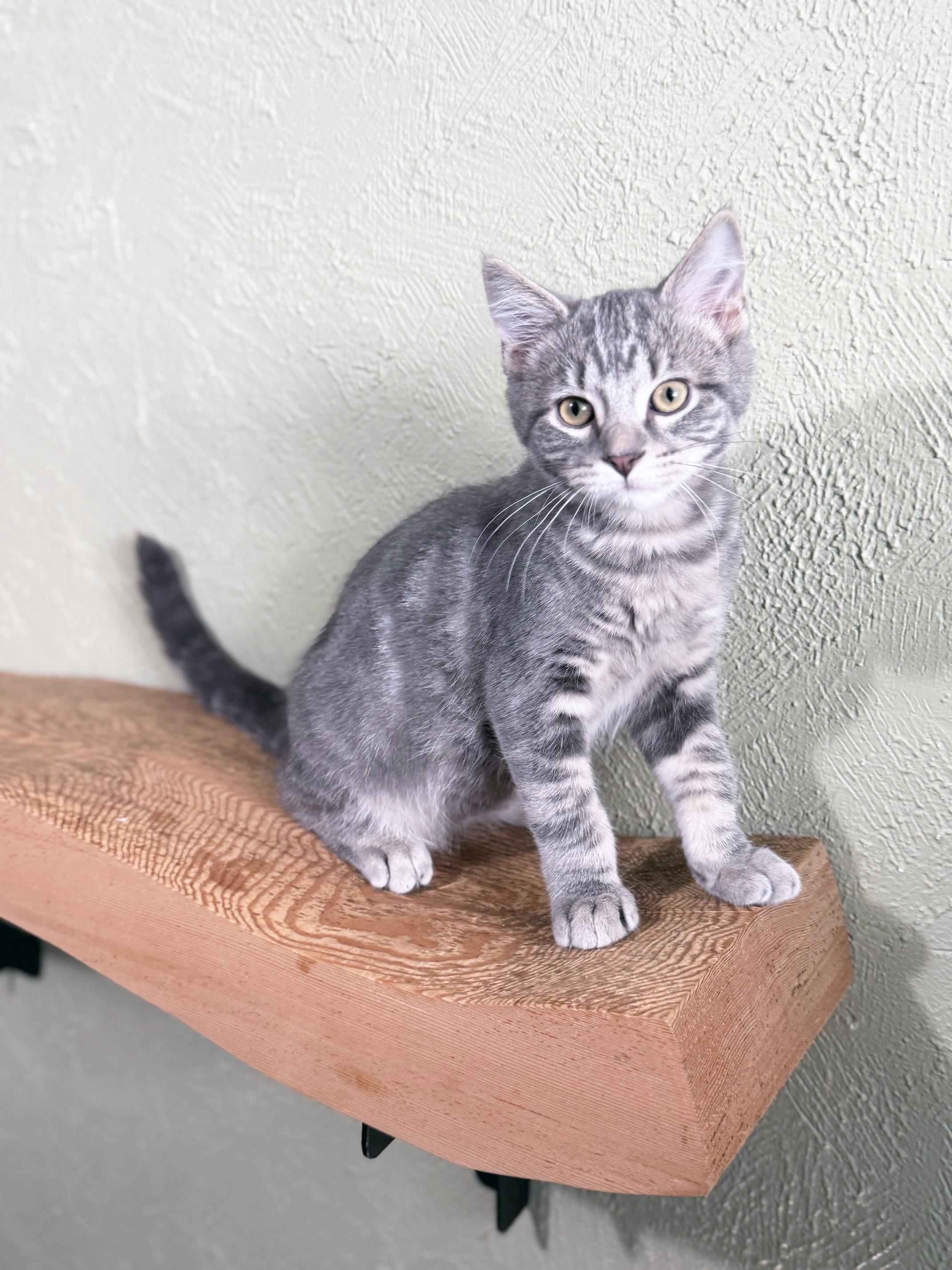 Magoo - SNUGGLY baby boy loves everyone, a ADOPTABLE Tabby in Neenah, WI image 2/6