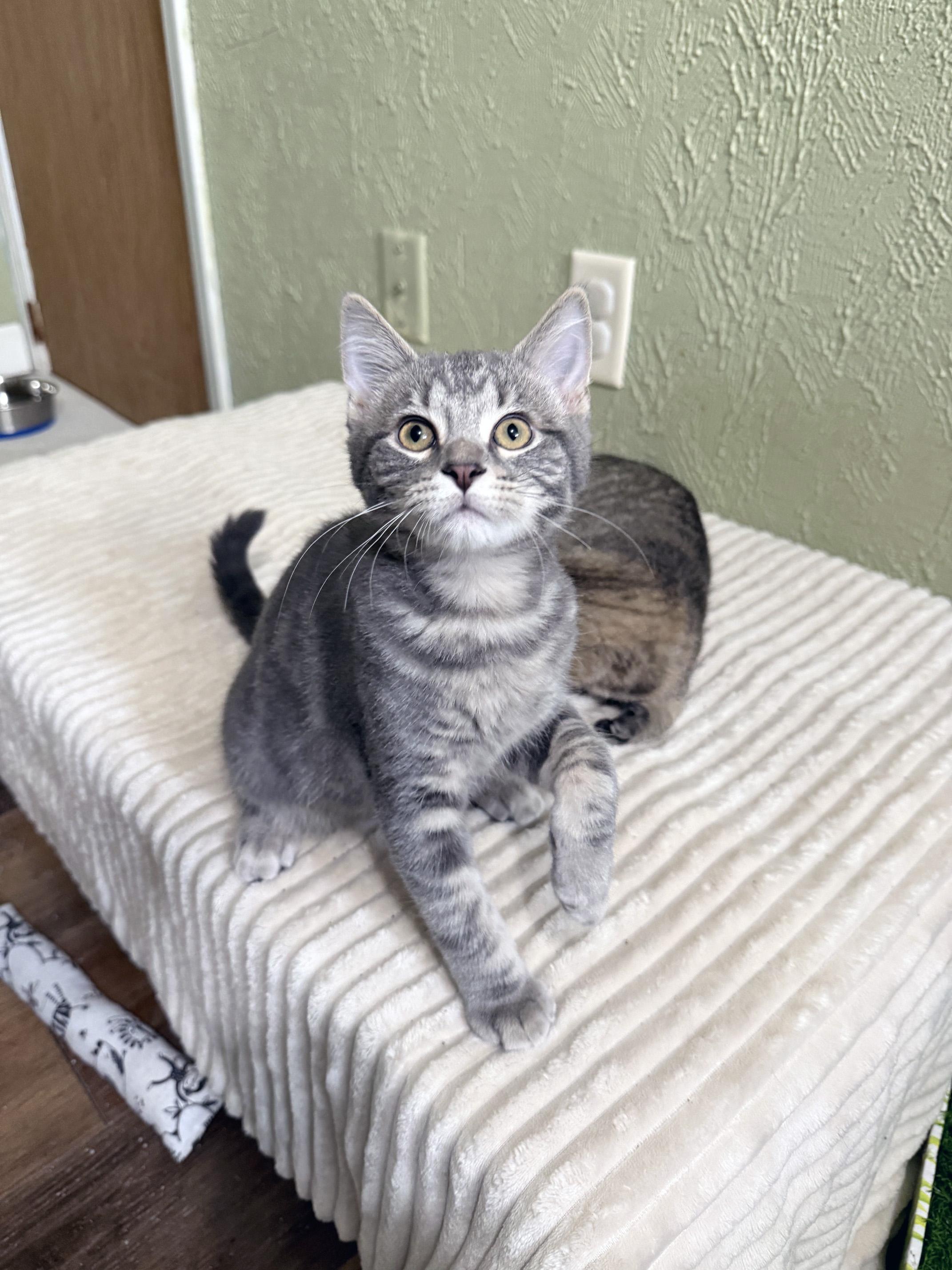 Magoo - SNUGGLY baby boy loves everyone, a ADOPTABLE Tabby in Neenah, WI image 4/6