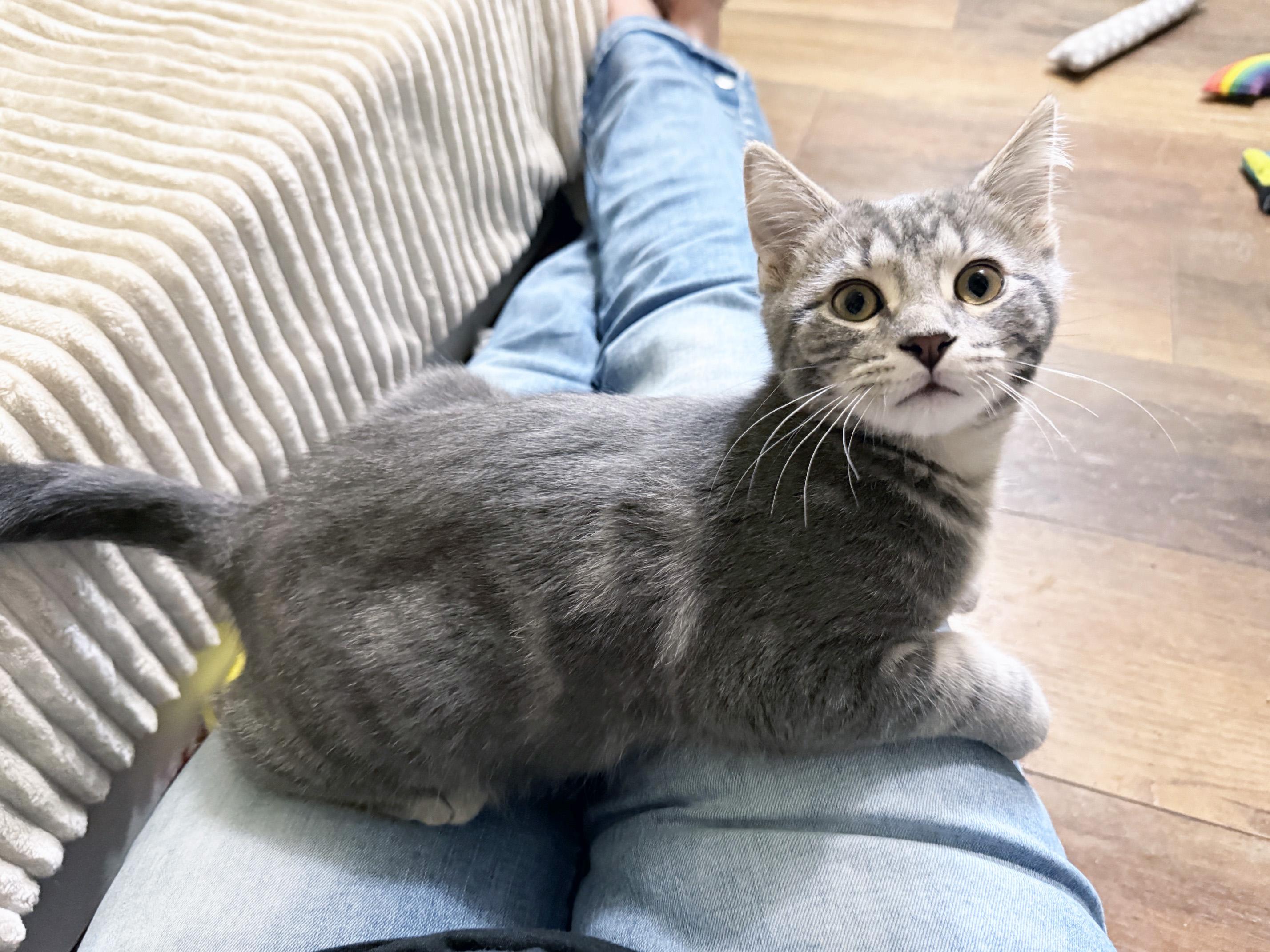 Magoo - SNUGGLY baby boy loves everyone, a ADOPTABLE Tabby in Neenah, WI image 3/6