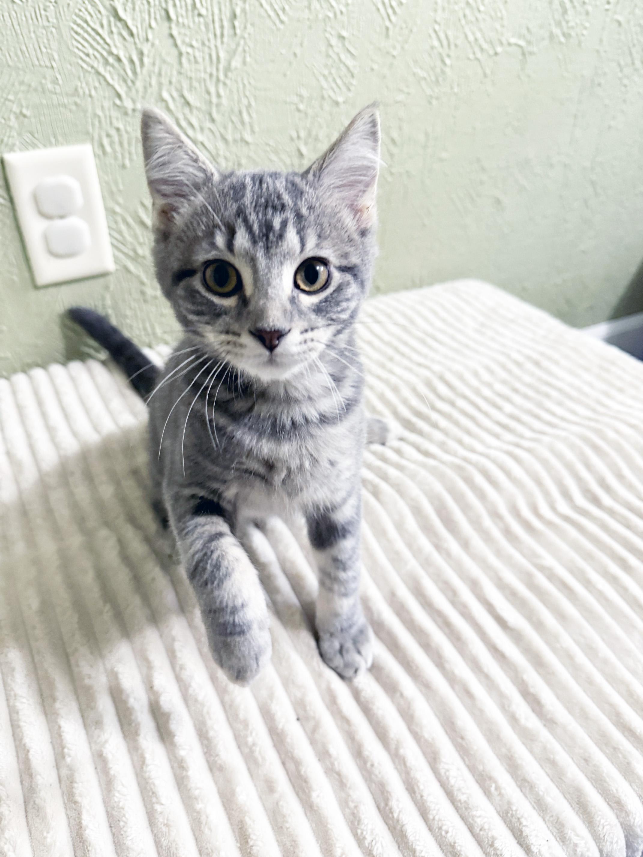 Magoo - SNUGGLY baby boy loves everyone, a ADOPTABLE Tabby in Neenah, WI image 5/6