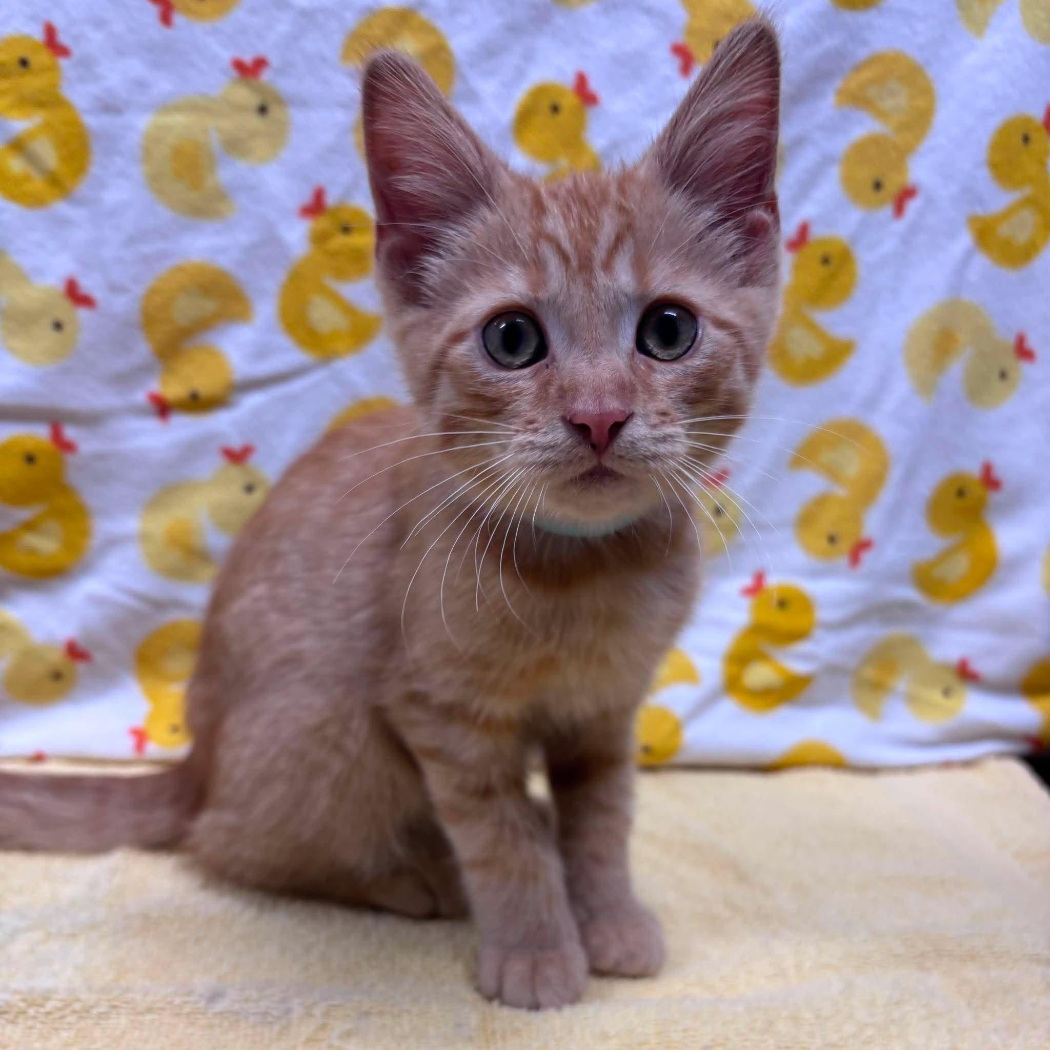 TONY, a Adoptable Domestic Short Hair in Tillsonburg, ON image 4/4