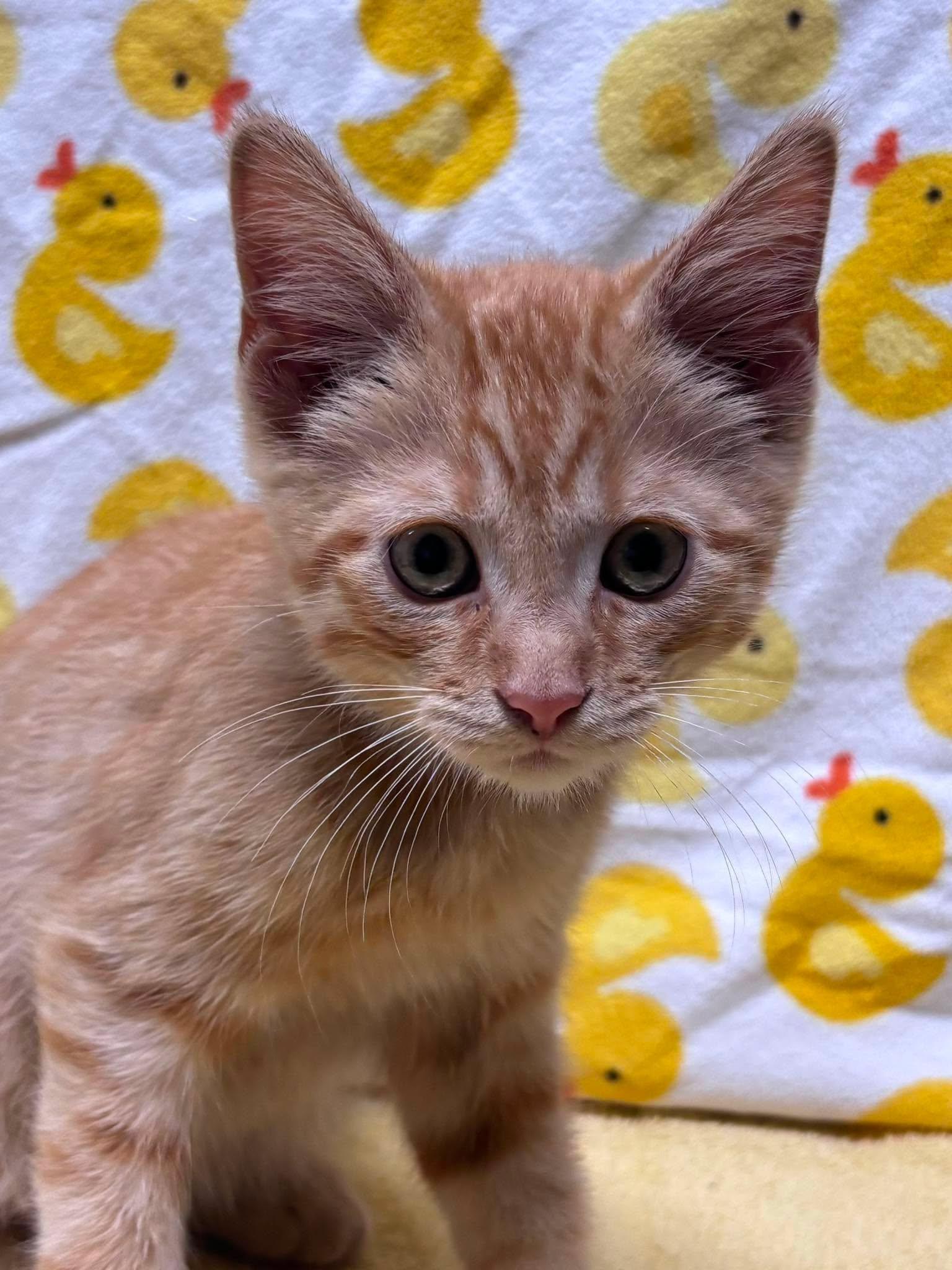 TONY, a Adoptable Domestic Short Hair in Tillsonburg, ON image 3/4