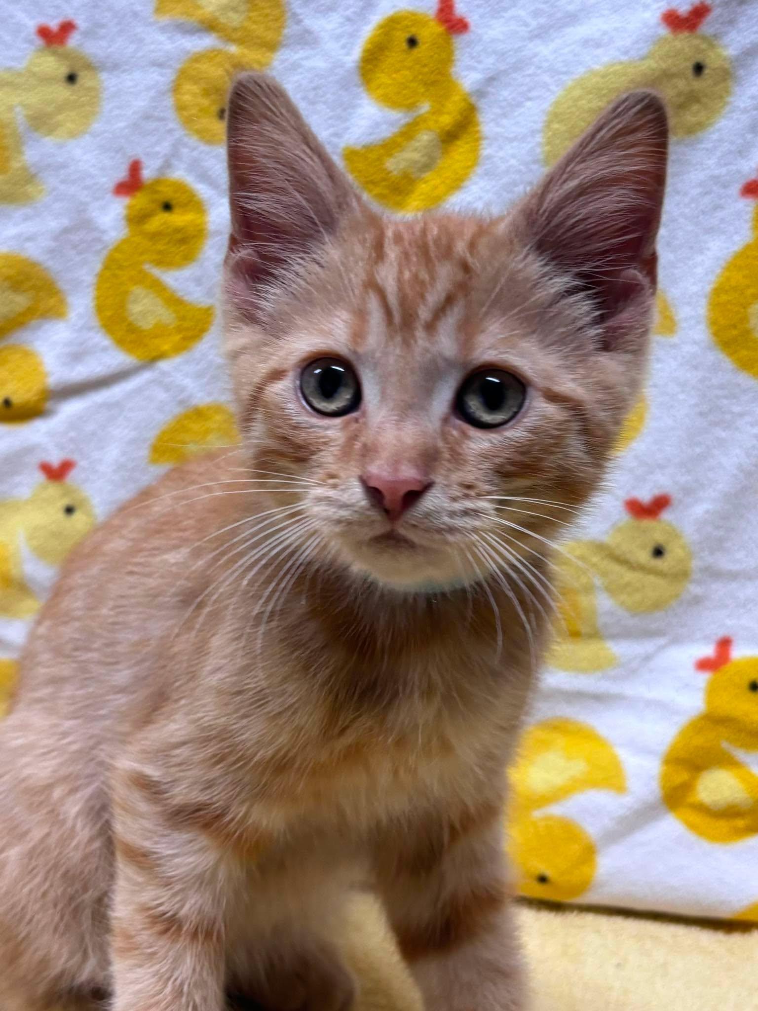 TONY, a Adoptable Domestic Short Hair in Tillsonburg, ON image 2/4