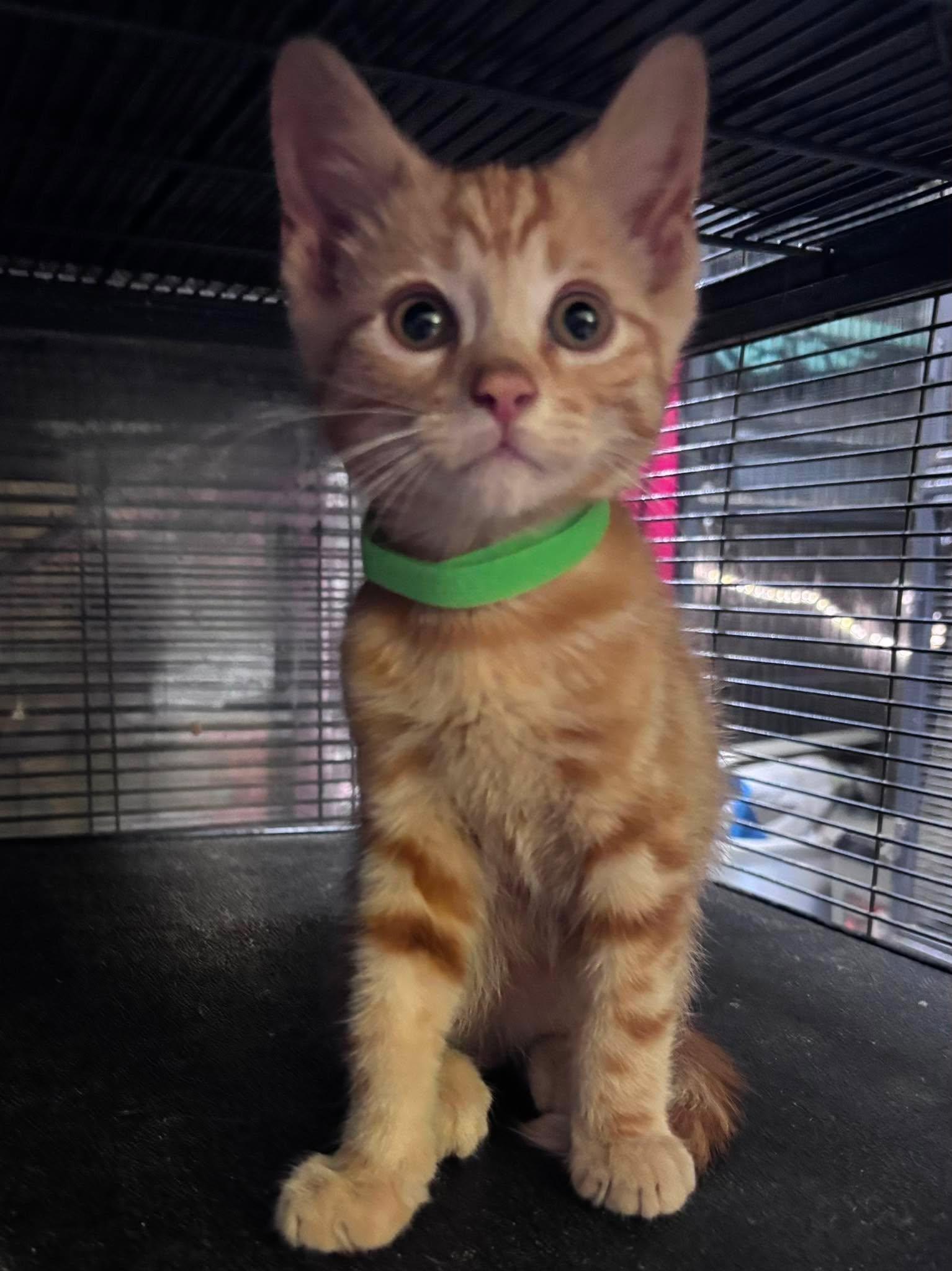 TONY, a Adoptable Domestic Short Hair in Tillsonburg, ON image 1/4