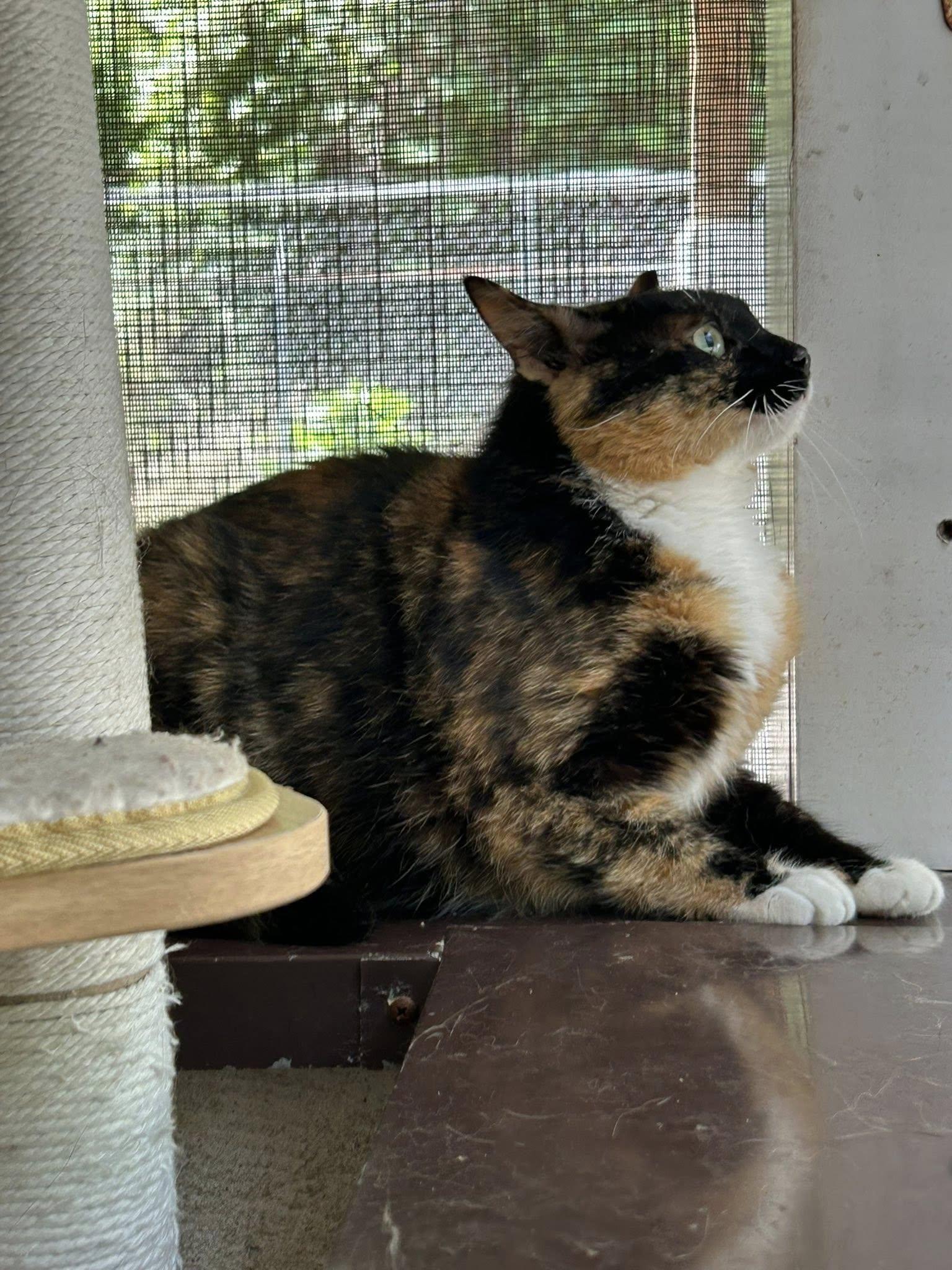 MK, a Adoptable mixed breed in Bryson City, NC image 3/4