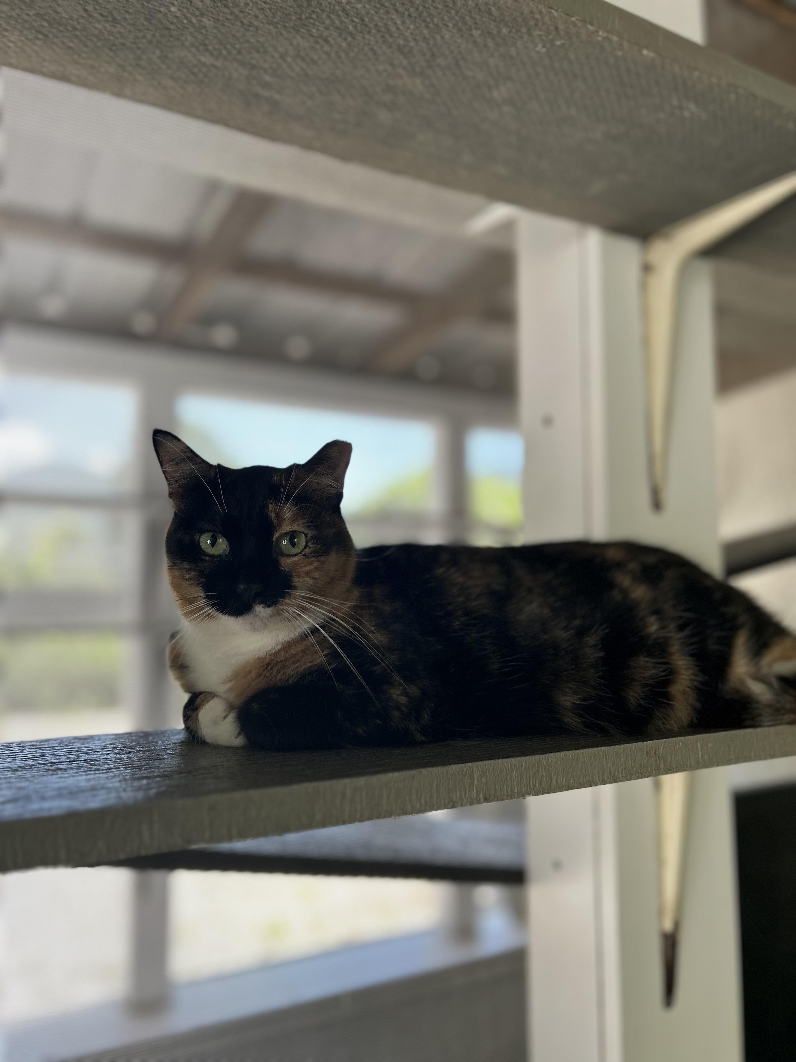 MK, Adoptable, Adult Female Domestic Medium Hair.