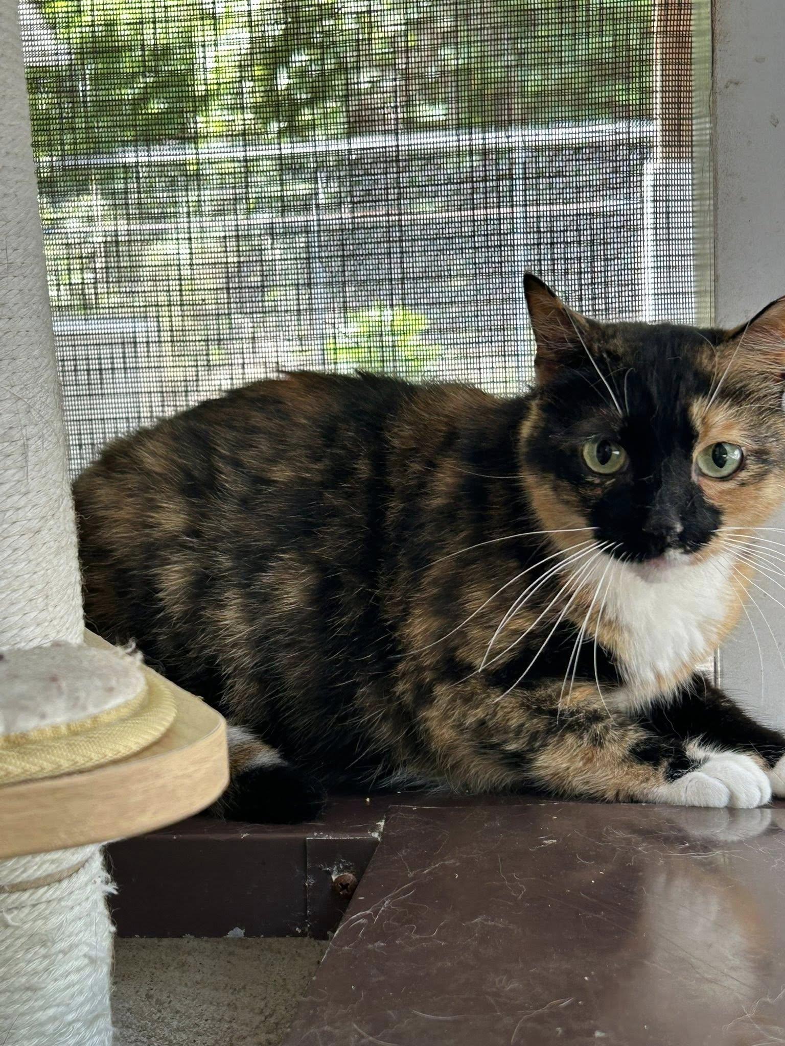 MK, a Adoptable mixed breed in Bryson City, NC image 2/4