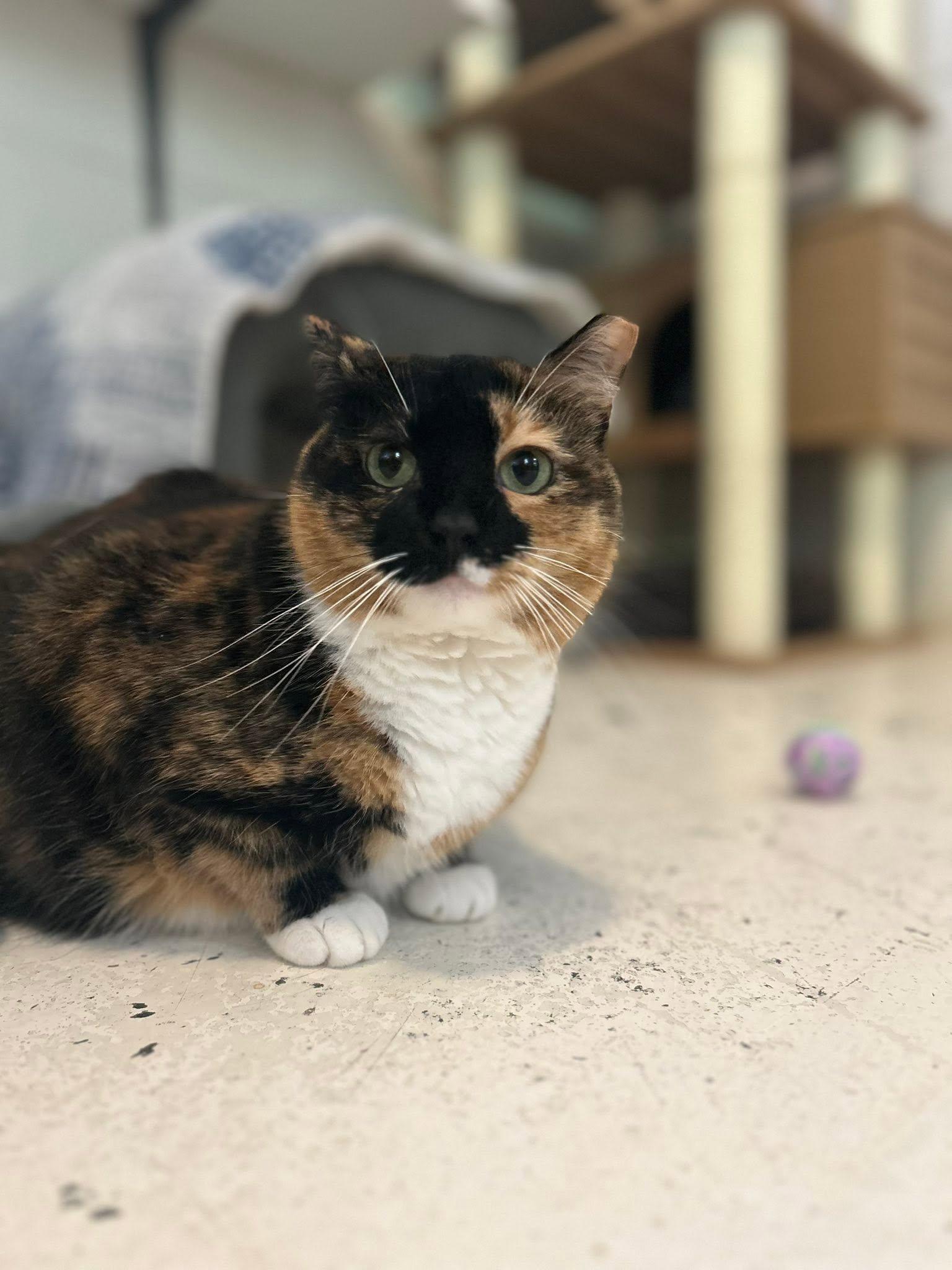 MK, Adoptable, Adult Female Domestic Medium Hair.