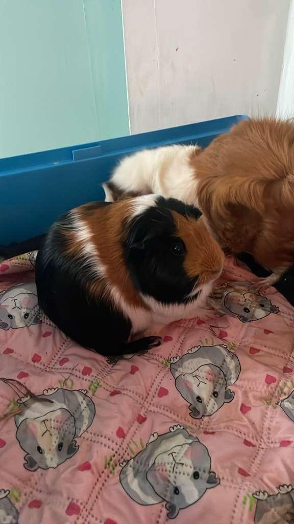 Enlarge Blossom, a Adoptable Guinea Pig in Miami, FL image 1/1