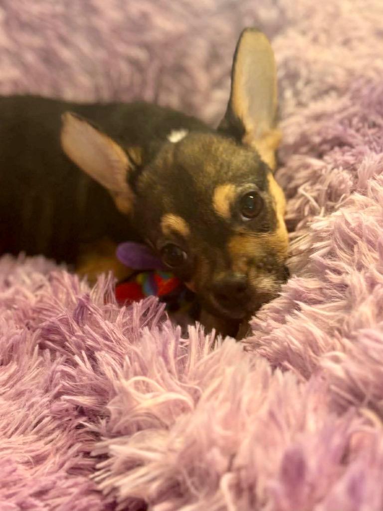 Stevie, Adoptable, Puppy Male Corgi & Mixed Breed.