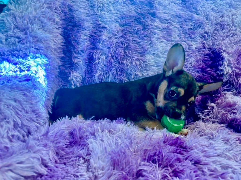 Enlarge Stevie, a Adoptable mixed breed in Urbandale, IA image 2/3