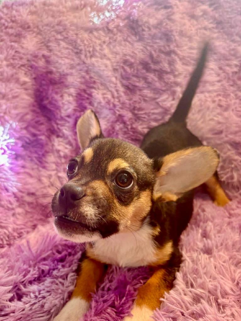 Enlarge Stevie, a Adoptable mixed breed in Urbandale, IA image 3/3