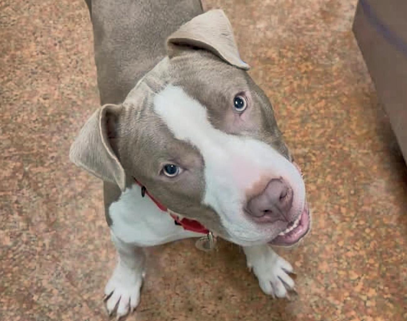 Benson, ADOPTABLE, Puppy Male American Staffordshire Terrier.