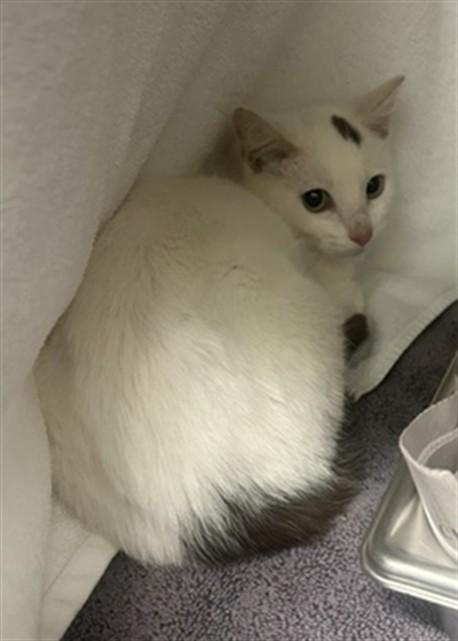 Enlarge SAILOR MOON, a Adoptable mixed breed in Derwood, MD image 1/1